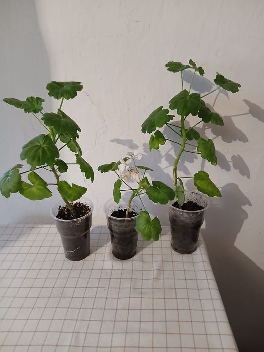 Продаю цветы и отростки