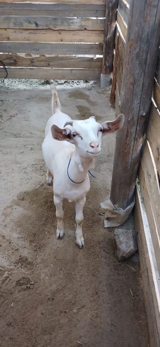 Занен пародалы лақтар