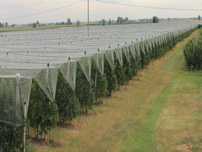 PLASA ANTI-GRINDINA 3x100m-520lei 4x100m-810 lei 5x100m-850lei 6x100m