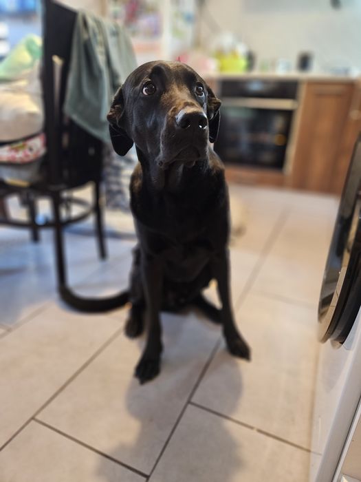 Търсим дом за куче