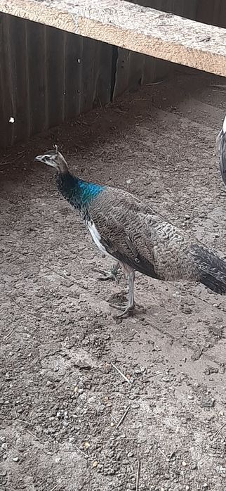 Schimb pui paun masculi  2 buc cu pasari de țară sau papagali