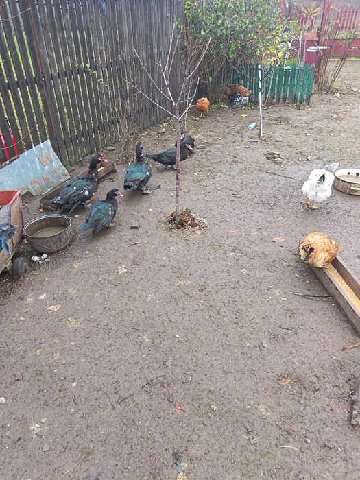 Rate leșești de vanzare