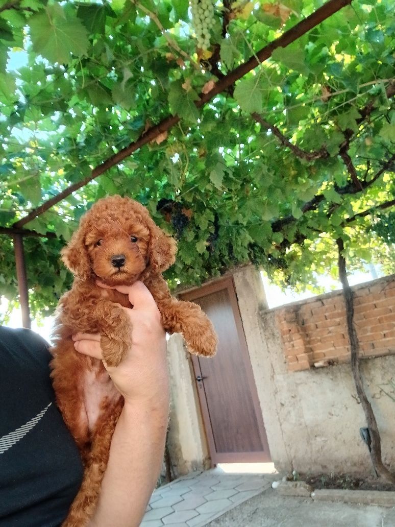 Мини Пудел mini poodle