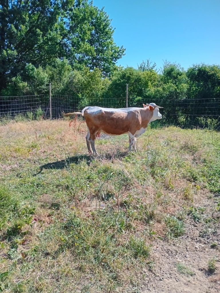 Vand vaca de 4 Ani cu vitel de 1 saptamana pret 7200 Lei neg
