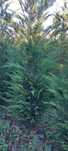 Leylandii 2.5m- 3m gard viu/ calitate premium/ gazon rulou sport