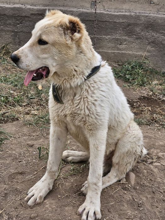 Продаётся чистокровный алабай сын чемпиона !