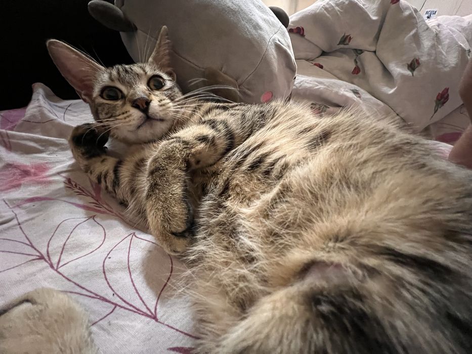Adoptie pisicuta