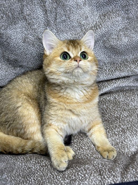 Шотландская золотая шиншилла