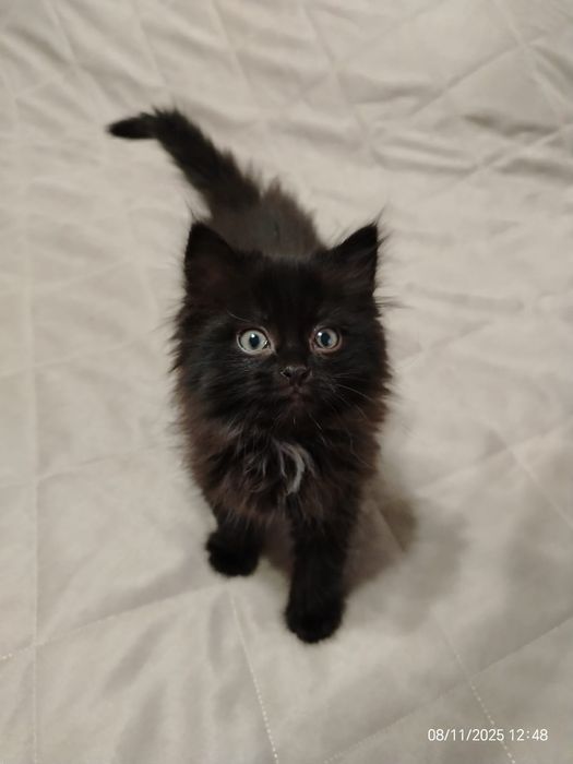 Котенок.   девочка