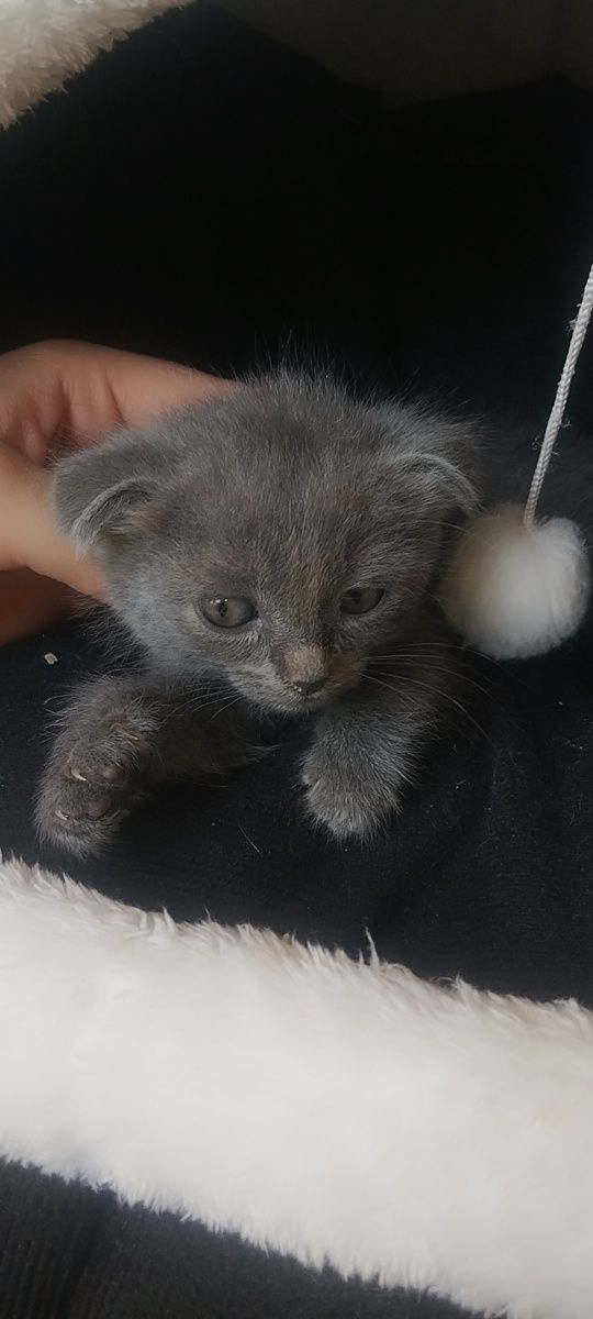 шотландский вислоухий