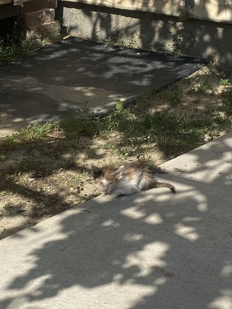 Котята маленькие