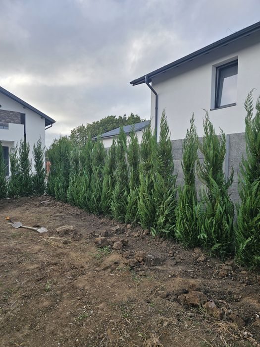 Plante ornamentale de diferite varietății