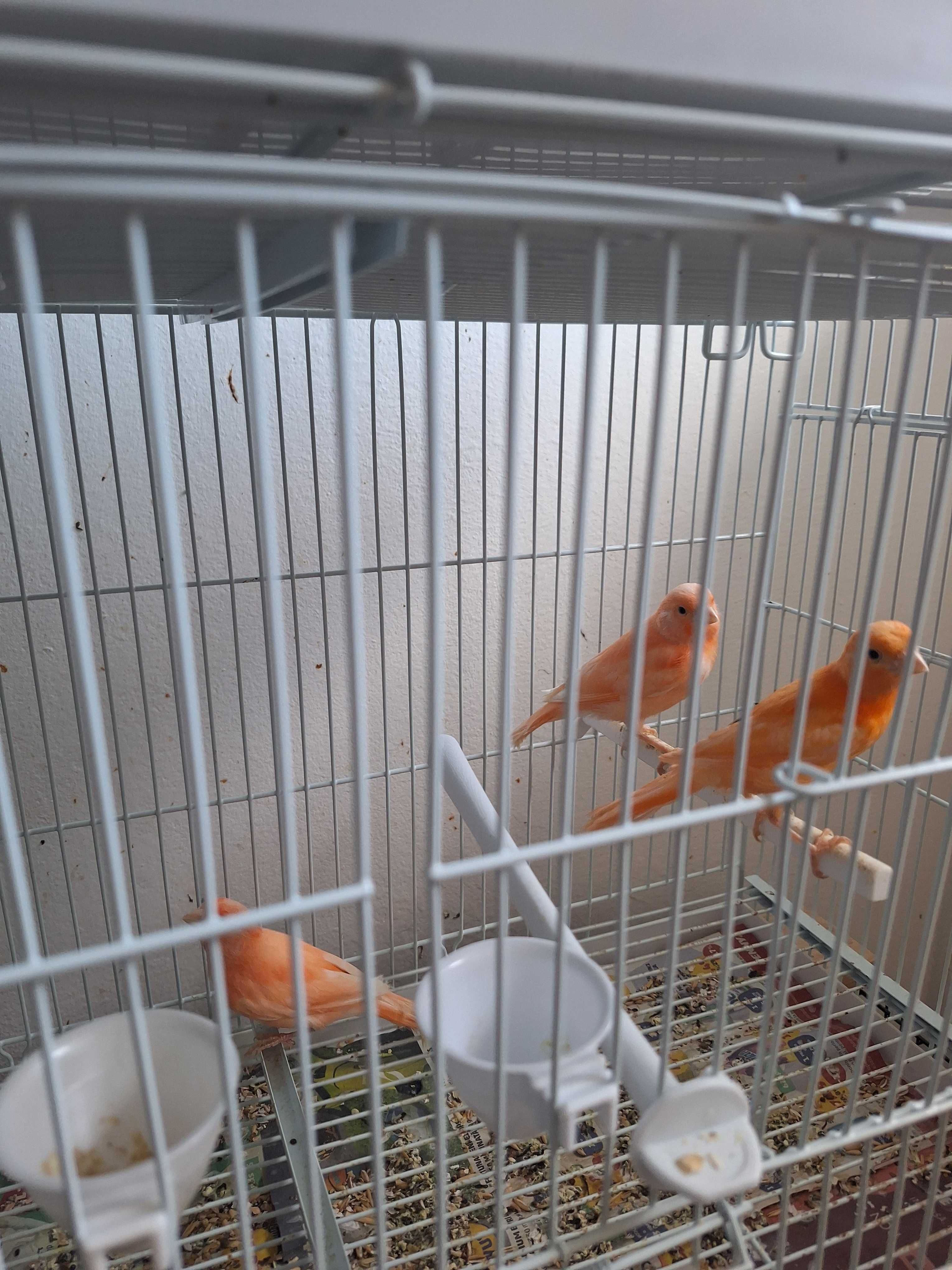 Canari de vanzare