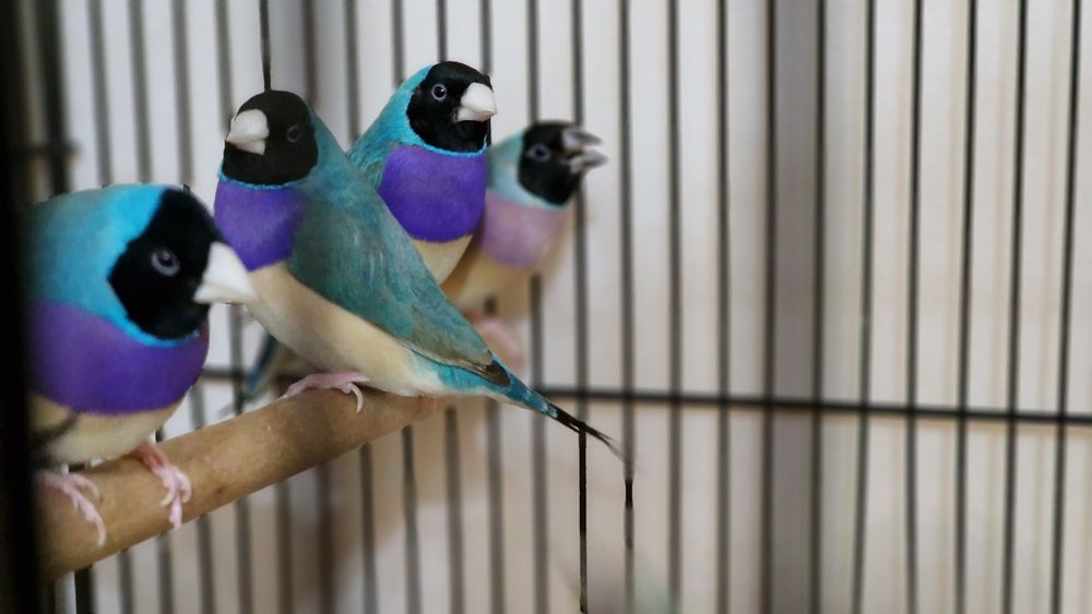 Гулдови амадини!!!