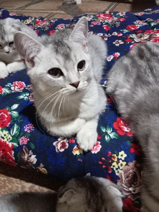 «Премиум-класс» Чистокровные шиншила серебристый