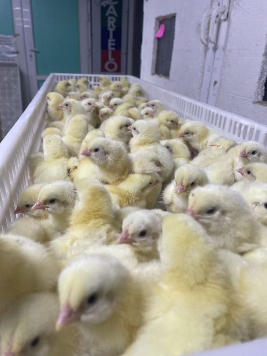 Суточные цыплята бройлеры КОББ 500