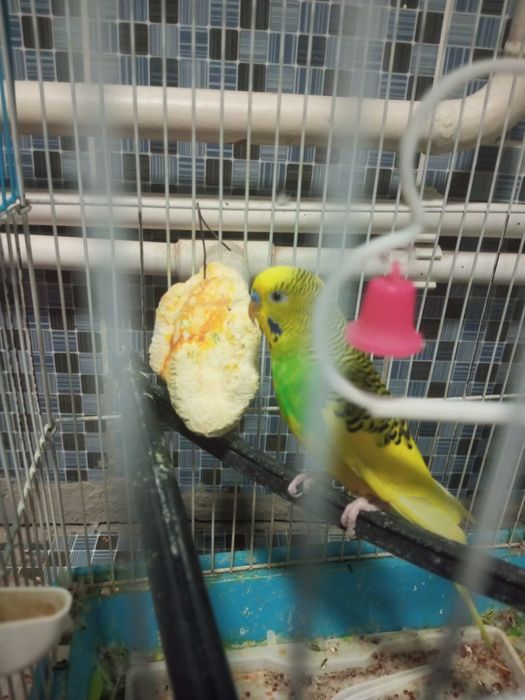 Папугай сатылады клеткасы мен бырге сарысы бала ак ғы кыз