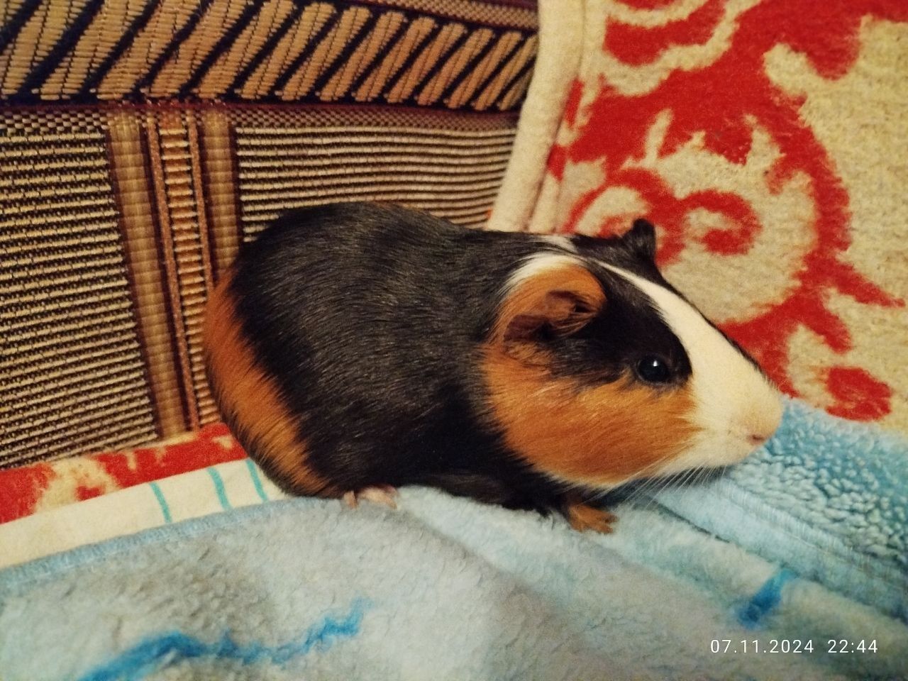 Морские свинки домашние