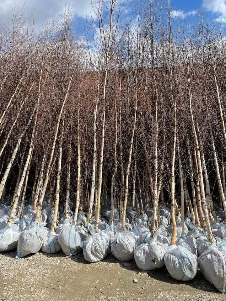 Vând plante ornamentale oriunde în țară execut grătare cascade cu
