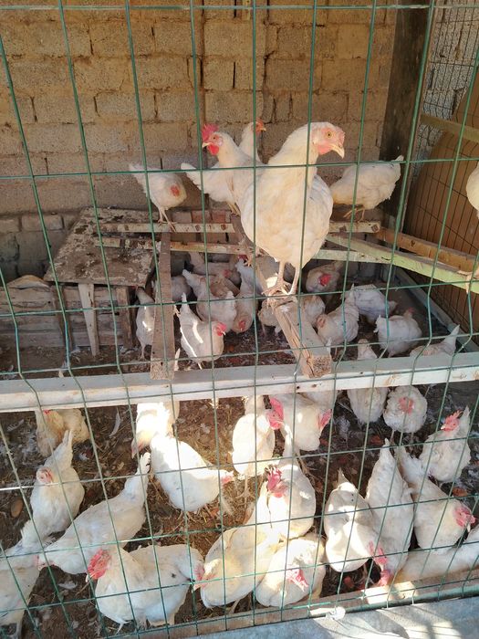 Tovuq sotiladi tuxum qoyvoti