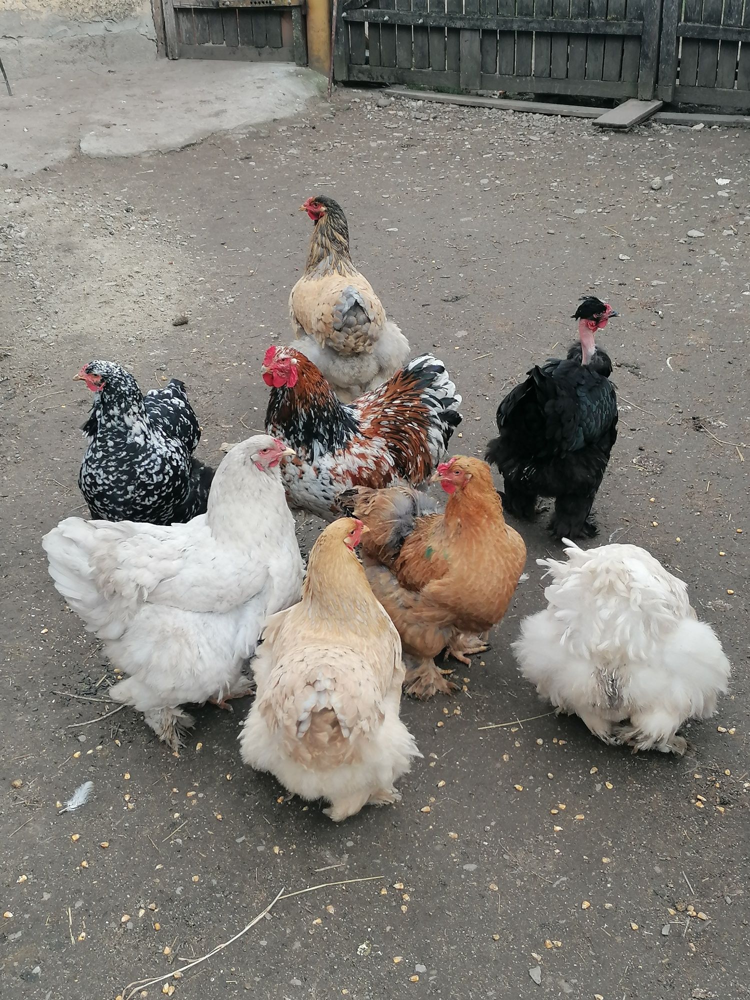 Vând ouă de incubat.