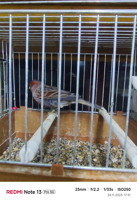 Canari și Hibrizii de vânzare!!