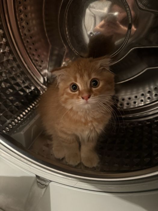 Котик породистный девушка