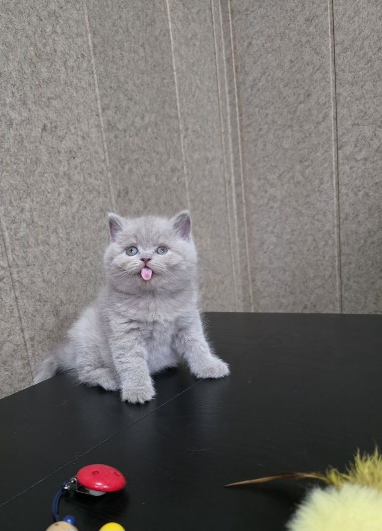 Лиловые крупные котятки