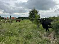 Vaci , vitei , juninci Aberdeen Angus