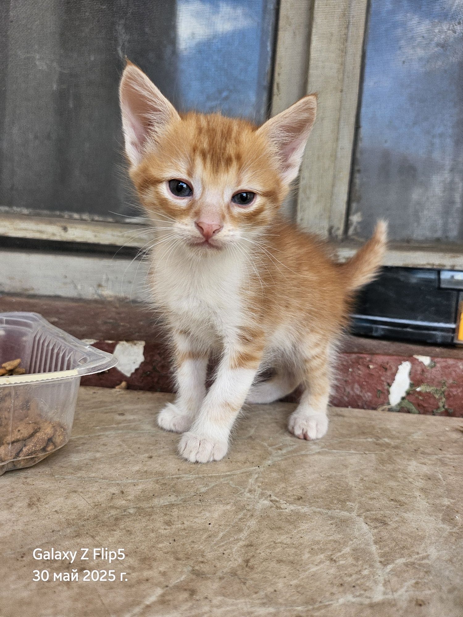 Подарявам котета