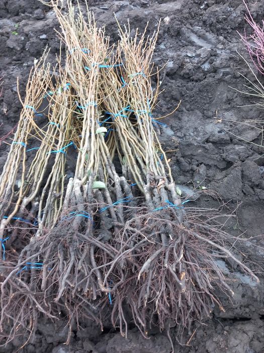 Vând Pomi fructiferi altoiți