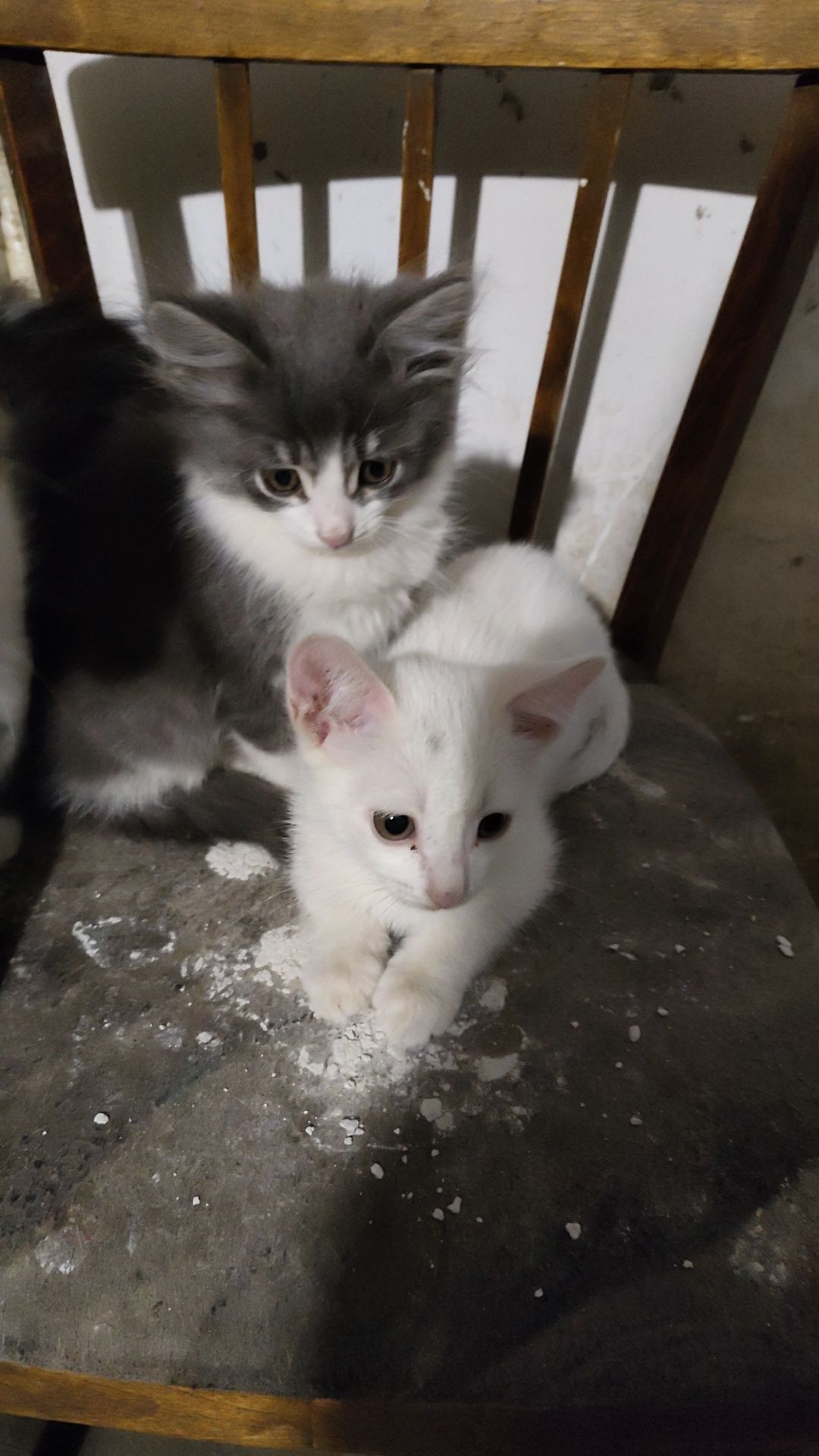 Котята девочки .