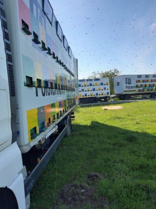 MIERE Bio salcam/ rapita /tei/poliflora/ floarea soarelui ,producator.