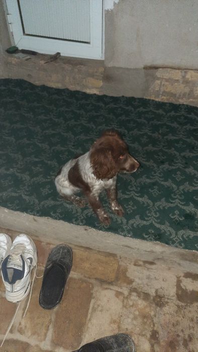 Собака русский Спаниел (охотник)