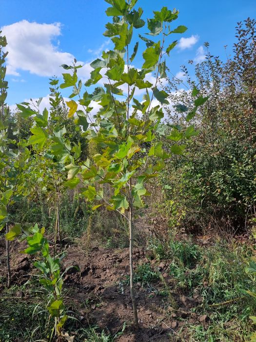 Platan Mesteacan Tei