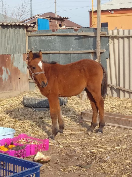 Жабагы сатылады еркек