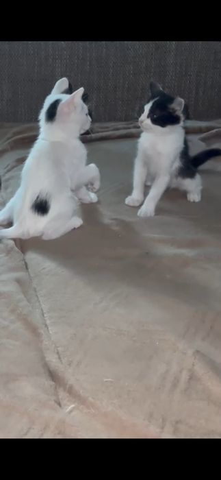 Donez 2 baietei jucausi