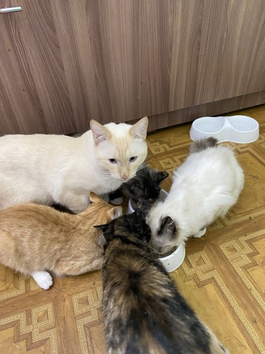 Отдам котят в хорошые руки