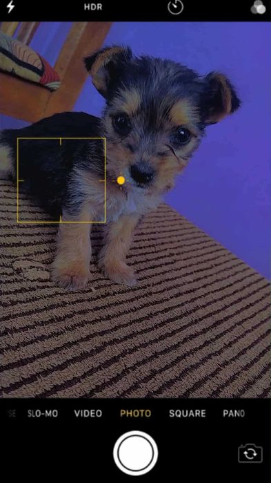 Йоркширски териер йорки