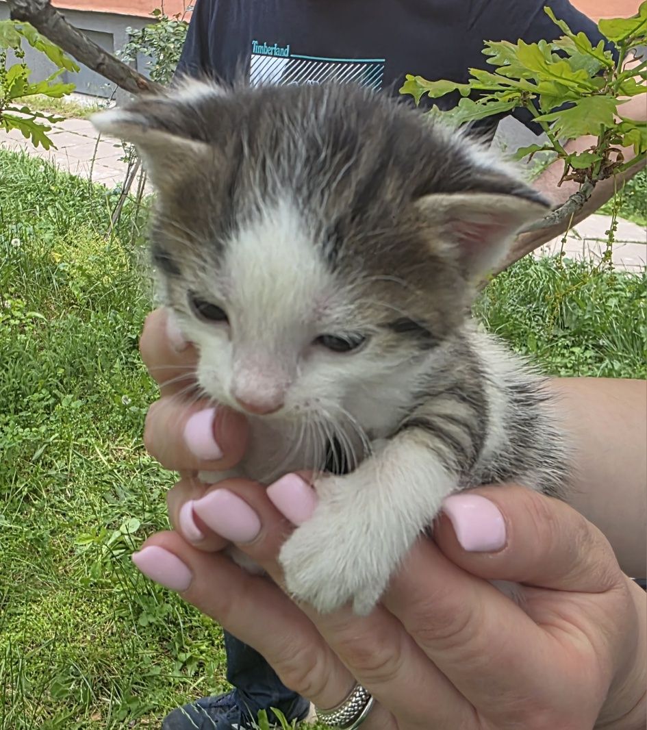 Мъжко котенце на 2 месеца