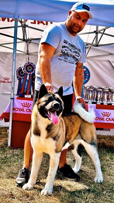 Akita American/Pedigree