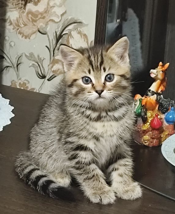 Подарок любимым! Котята от породистых родителей