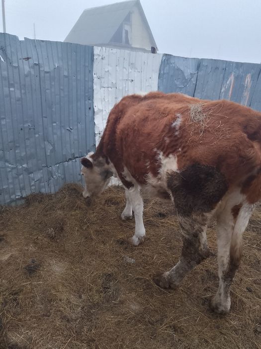 Продаётся срочно