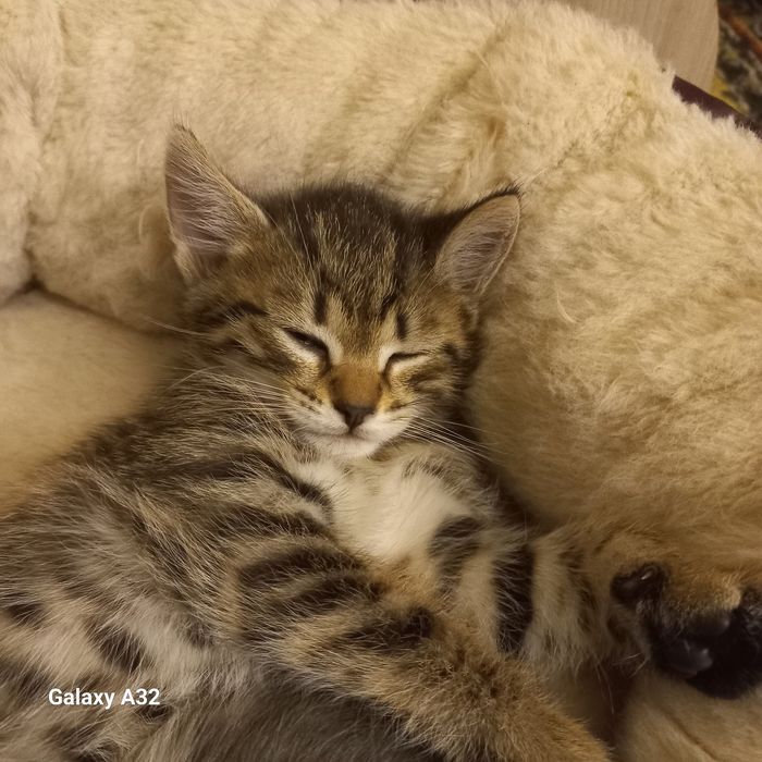 Котёнок мальчик 1.5 месяца