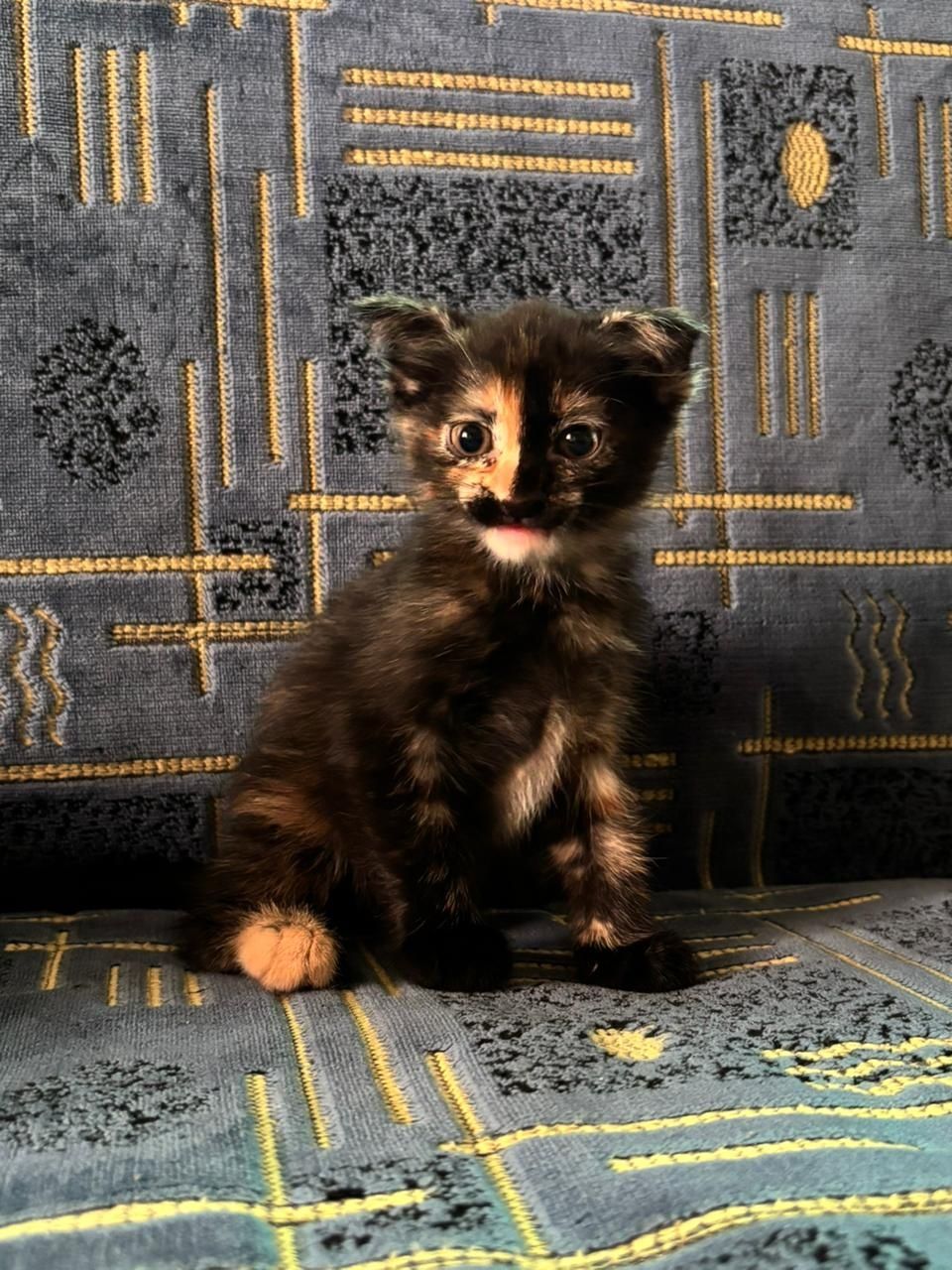 Котята бесплатно!