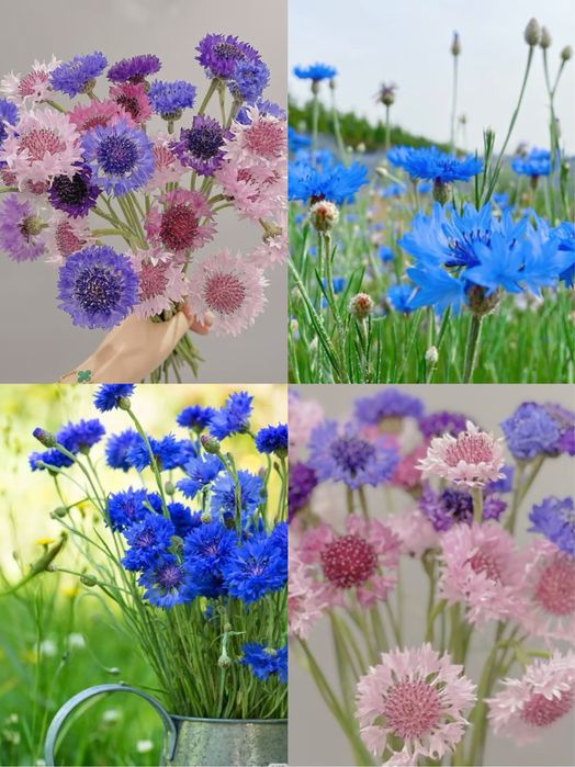 Seminte de albăstrea (Centaurea cyanus) 100pcs