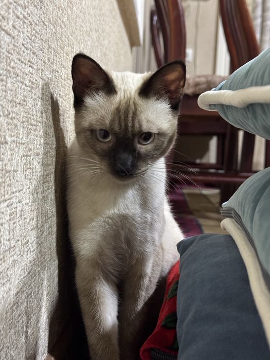 Siyam mushuk 9 oylik