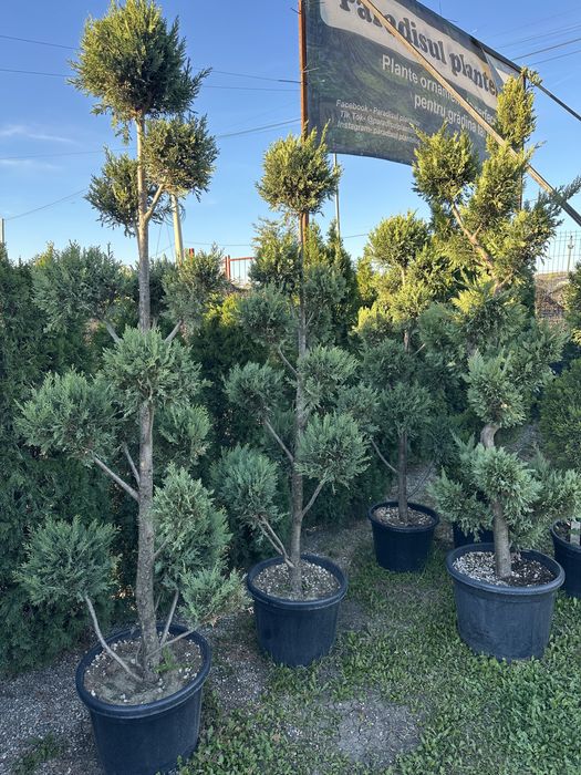 Palmieri tuia bonsai photinia pon pon maslin pin ylex laur eleganus