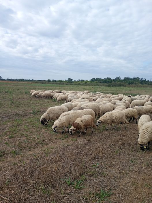 Vând oi țurcane ..