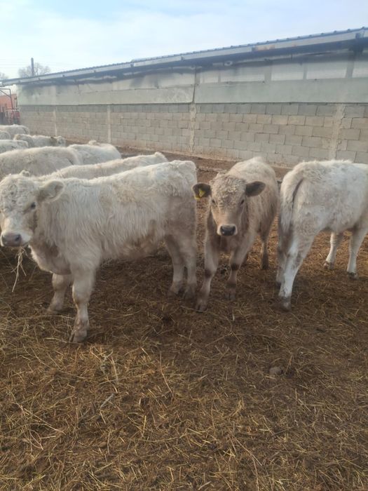 Продаются породистые чистокровные коровы Аулеколь